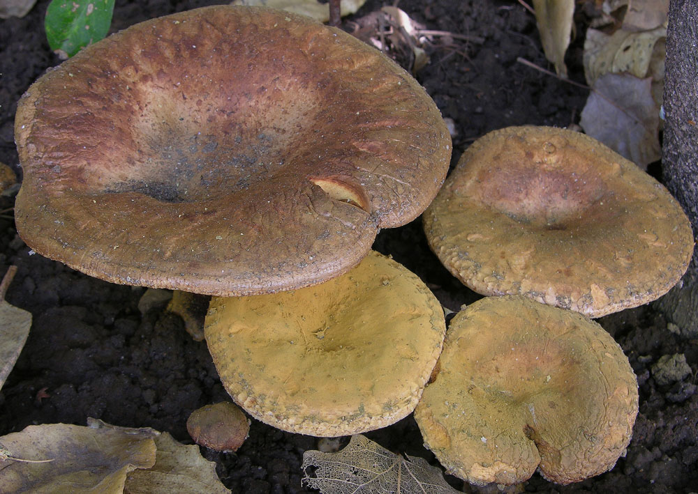Paxillus ammoniavirescens Contu & Dess�
